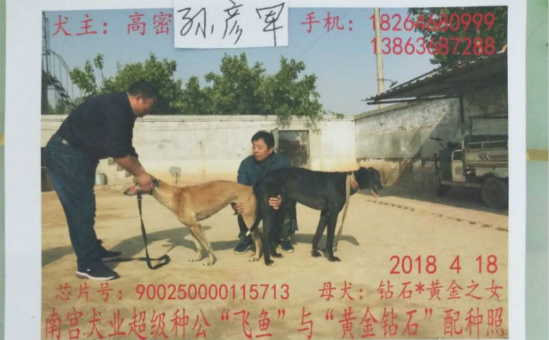 格力犬中英文血统查询