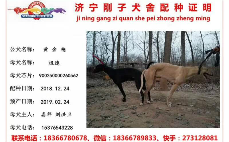 x极速 2018年12月24日嘉祥刘洪卫的格力犬种母极速使用济宁刚子犬舍的