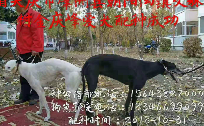 肇州金庆峰的格力犬种母美杜莎使用松原谷小宇的格力犬种公大栏杆配种