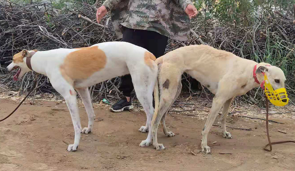 房铎的格力犬种母茉莉使用辛集房铎的格力犬种公二十六万黄哈利配种