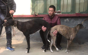 日聊城徐学兵的格力犬种母狸诺使用聊城马果胜的格力犬种公威马逊配种