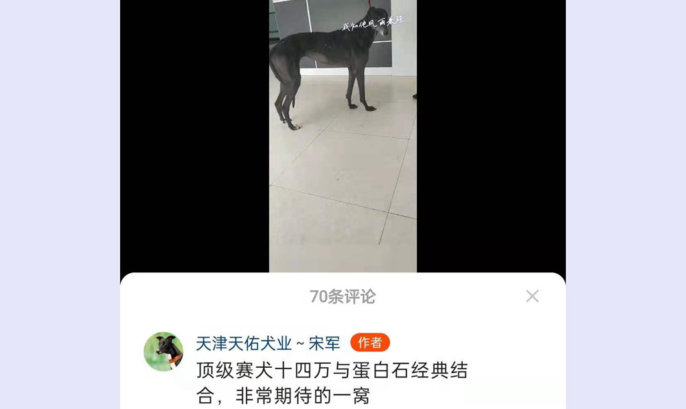 魔法蛋白石 x十四万 2021年6月1日宋军的格力犬种母十四万使用天佑犬