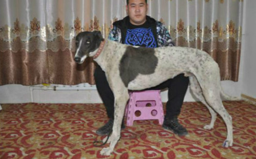 花无缺 900100000041247，NLHT 1410