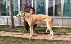 爱丽丝 900250000667984