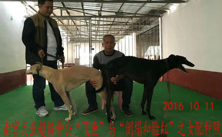日赵县姚海涛的格力犬种母脸红宝贝使用南宫犬业的格力犬种公飞鱼配种