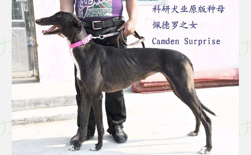 卡姆登惊喜 Camden Surprise，982000163679830，5944 79C