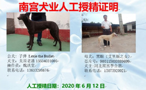 子弹X阴阳脸900115000889699，NGXH718A.jpg