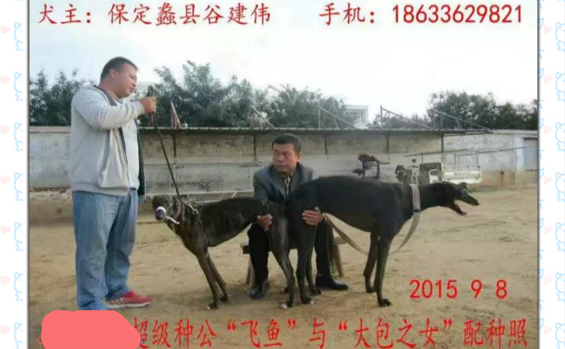 9月8日蠡县谷建伟的格力犬种母虎妞使用南宫犬业的格力犬种公飞鱼配种