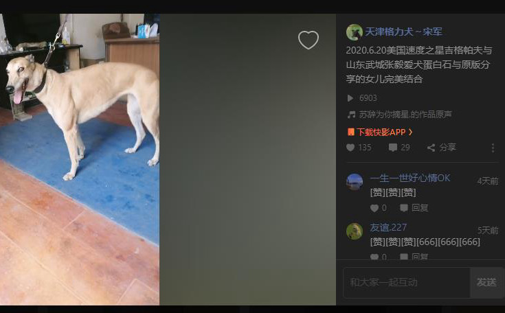 吉格帕夫 x石头 2020年6月20日武城张毅的格力犬种母石头使用天佑犬业