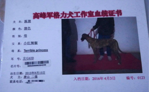 狐狸 900250000364245，GAOD