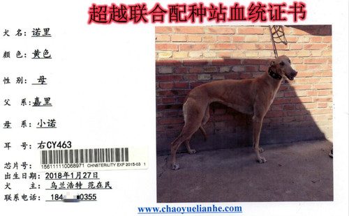 诺里 CY463，156111110068971