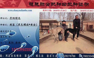 丹纳特龙X刺客991001001730321.jpg
