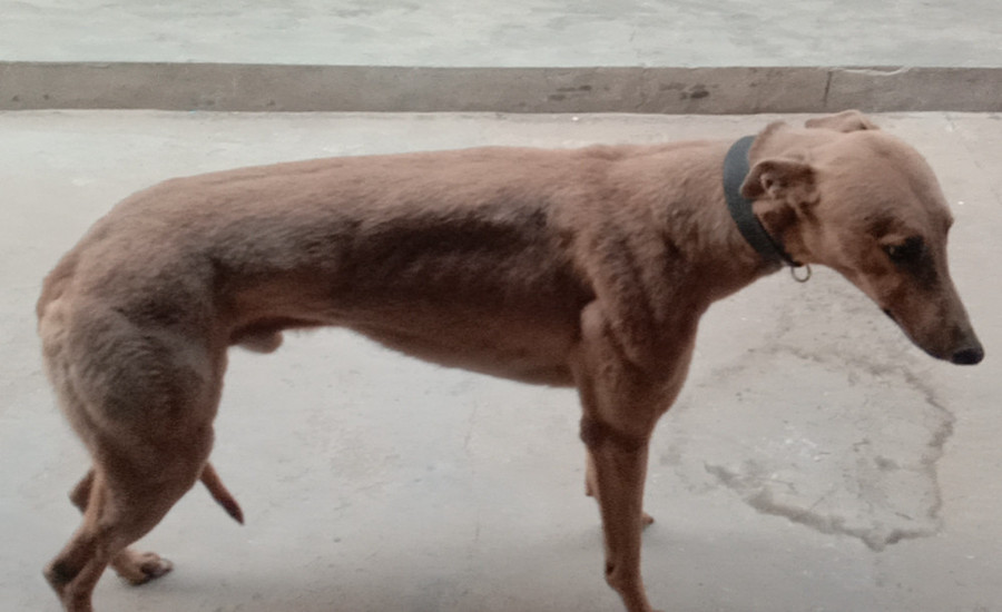 黄蛋白石 dbih2,941000225080752 - 格力犬yy--格力犬血统查询