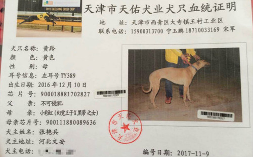 黄羚 TY389，900018881702827