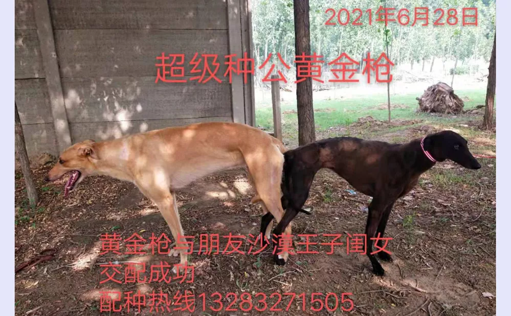 的格力犬种公黄金枪配种黄金枪x黑沙漠69沙漠王子x详见配种证明之女