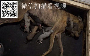 追踪者X火凤 900215005763934，J312B.jpg