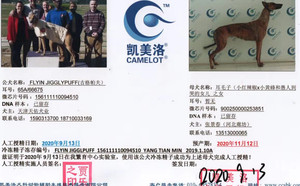 吉格帕夫X耳毛子 900250000253851，GAOD.jpg