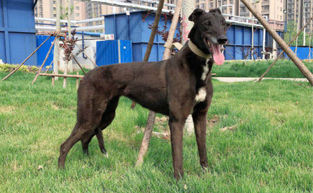 格力犬中英文血统查询