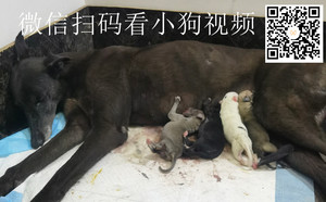 可怕的幻想X黑豆 900215000445615.jpg