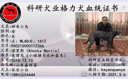 神奇小鸟 900215000112366，NLAQ1612