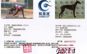 斗牛士X小狐狸 990000001070474，NLEM1605.jpg