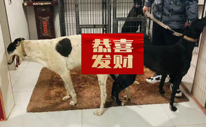 顶蜂X钢铁雪碧 156111110066904.jpg