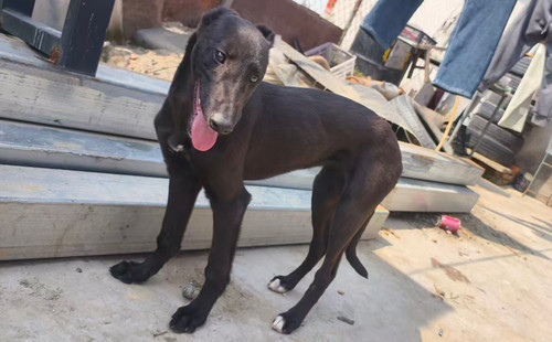 小黑 990000007127655