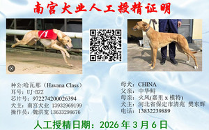 哈瓦那X中华火凤 901020000133669.jpg
