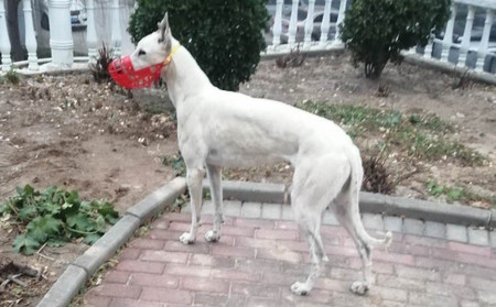 银龙 900128001216309