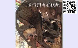 巴特X黑丽莎 941000225081667，TY947.jpg
