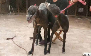 科南斯之星X黑妞 999001121002629.jpg