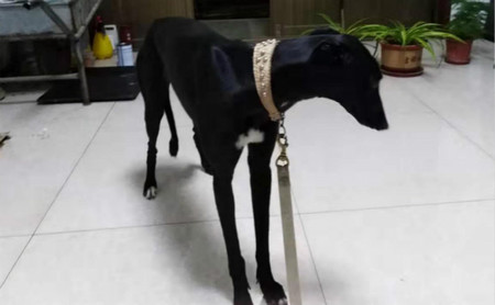 托尼公主 kb81c,900252003028564 - 格力犬yy--格力犬中英文血统查询