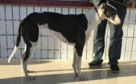 愤怒小鸟 156111110029400，NLFN1206