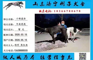 小使溢出X午夜玫瑰 900168801064826，WYLX79A.jpg