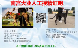 尼克斯X松原李晓明的小黑（2022年9月3日配）.jpg