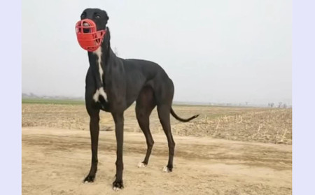 黑石头 DBHX4，941000225080211