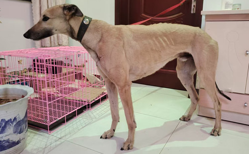 黄蛋白石 400123001481546，落日