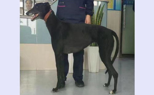 小黑哈利 941000016715079