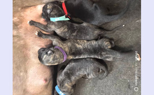 卡尼亚游轮X阿麦 988000001880276.jpg