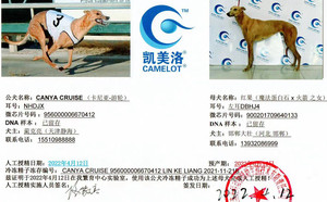 卡尼亚游轮X红果 DBHJ4，900201709640133.jpg