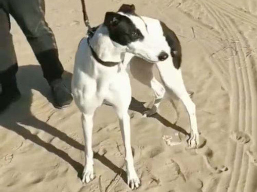 小花 900128001212876