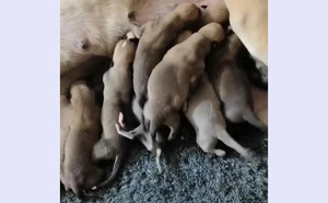 哈瓦那X金箭 941000225081563.jpg