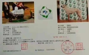 超人小伙子X五五八 900250000274558.jpg