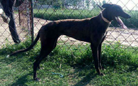 黑妞 999001121002629