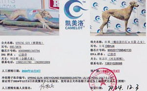 弹簧枪X红果 DBHJ4，900201709640133.jpg