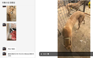 精华黑刺X黄黄 PFYB1，941000225080517.jpg