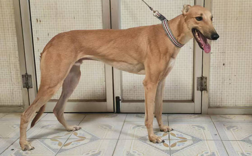 黄金 990000009418595