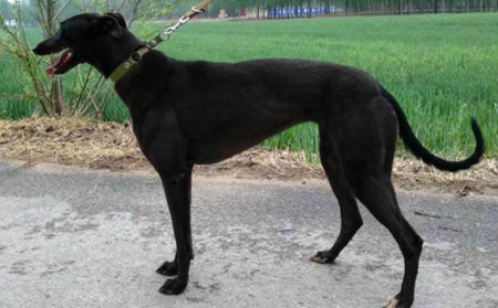 幻影67ngqx 816b,156111110095810 - 格力犬yy--格力犬中英文血统