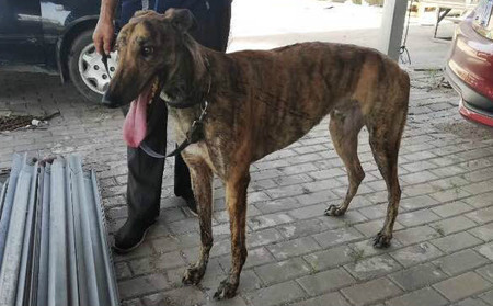 狸色弹簧枪 j63c,156111110092287 - 格力犬yy--格力犬中英文血统查询