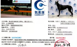 魔法蛋白石X灰拐子 941000016715137.jpg
